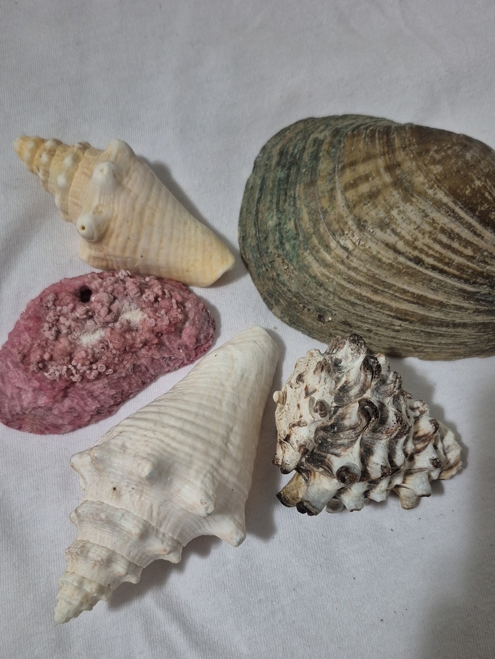Natural Seashell Collection + Handmade Pink Crystal Shell Coastal Decor Lot